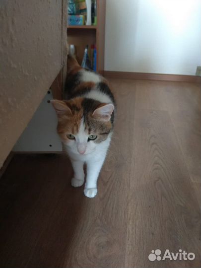 Кошечка в добрые руки бесплатно