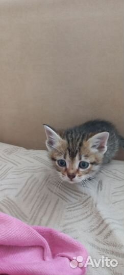 Котята отдам бесплатно