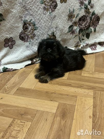 Бельгийский грифон