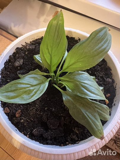 Спатифиллум