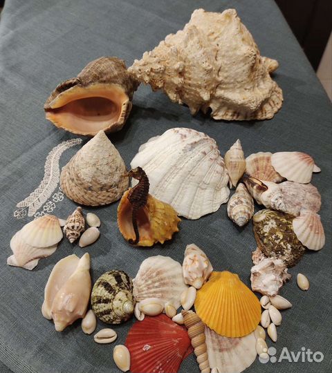 Ракушка Морская