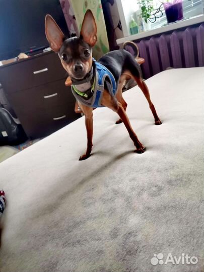 Той-терьер вязка