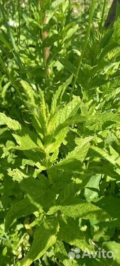 Мята Саженец Срезка