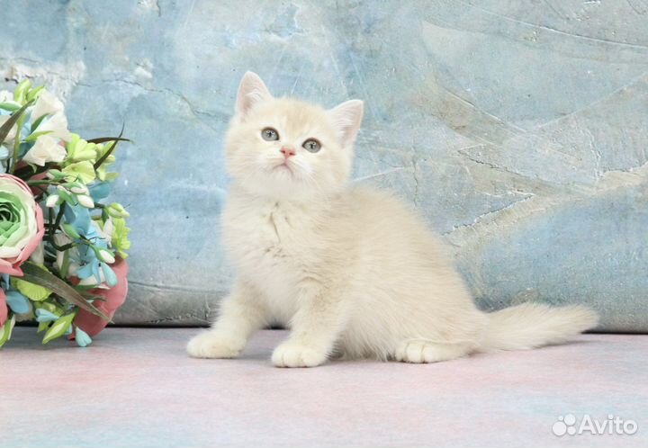 Кошка лиловая золотая шиншилла су12 зеленые глаза