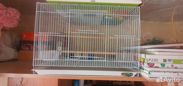 Волнистый попугай