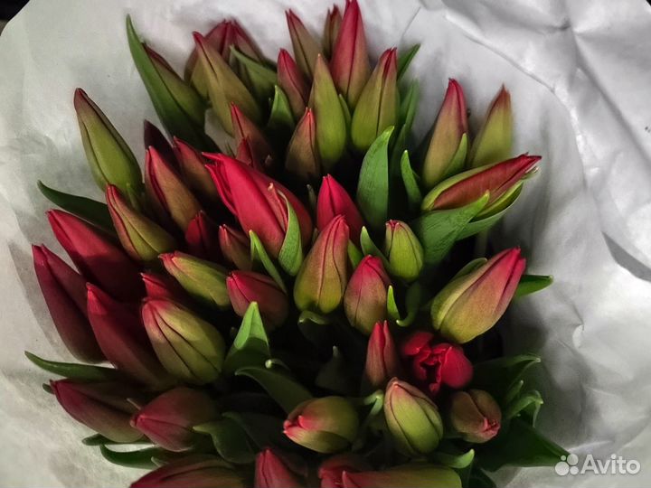 Тюльпаны к 8 марта розница