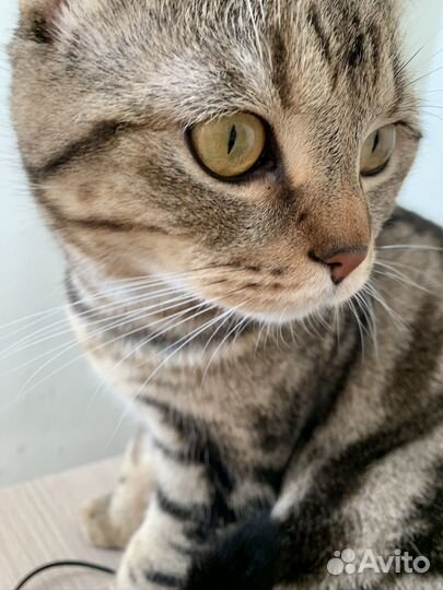 Британская кошка в дар