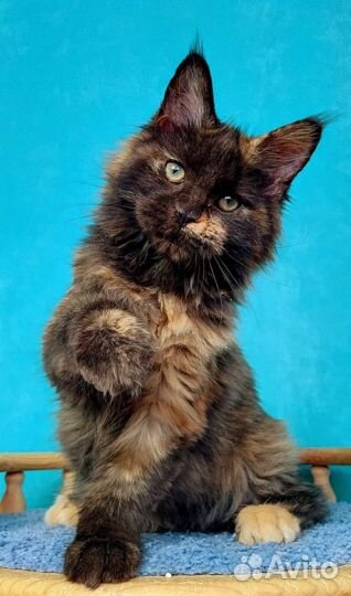 Котенок Мейн-кун