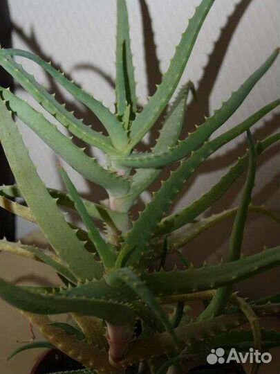 Листья Алоэ