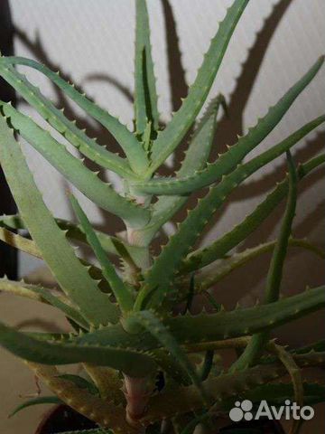 Листья Алоэ