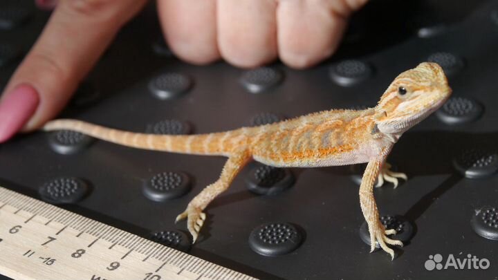 Бородатые агамы (красные)