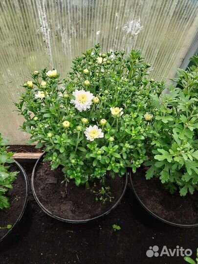 Хризантема Мультифлора