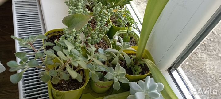 Флорариум суккуленты