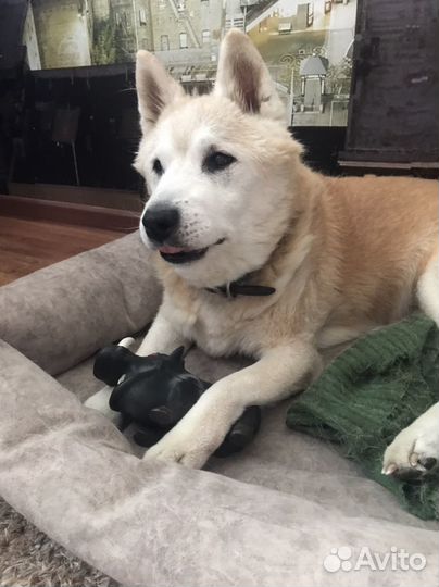 Передержка собак