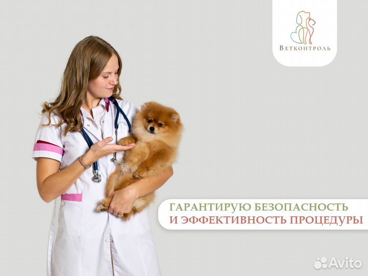 Читка зубов ультразвуком у собак и кошек