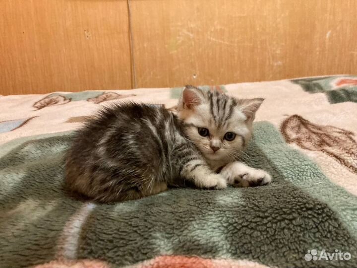 Британские котики