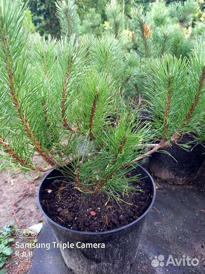 Сосны,ели,пихты