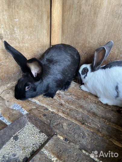 Кролики породы строкач