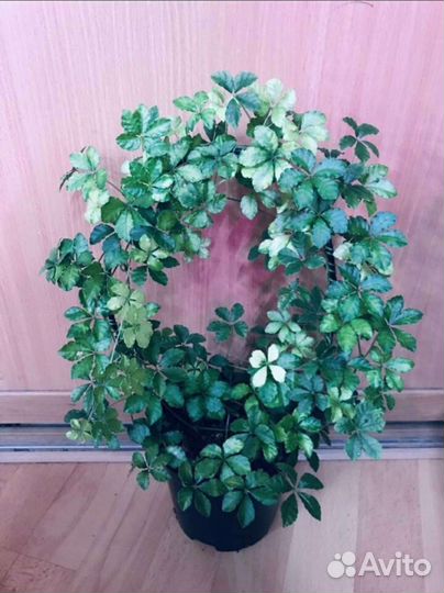 Циссусы 7 сортов