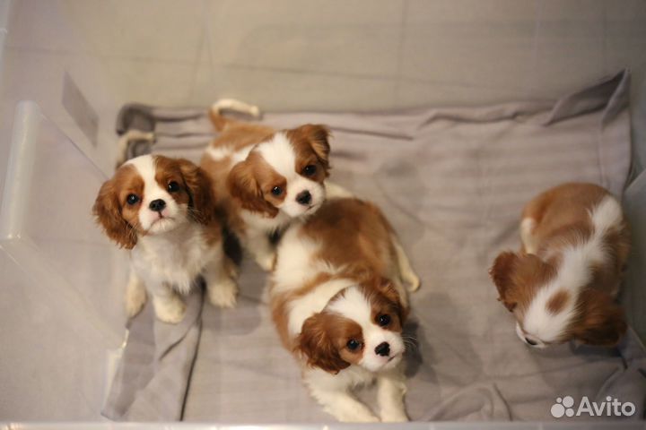 Кавалер кинг чарльз спаниель