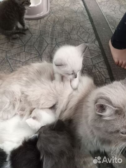 Домашние котята