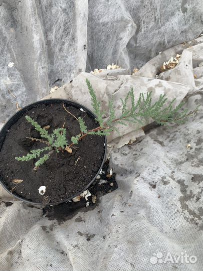 Мирикария саженцы