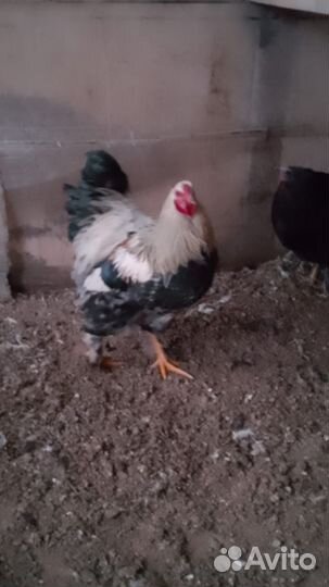 Молодые петухи