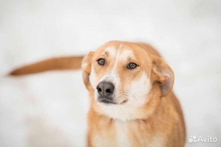 Собака Рыжуля ищет дом