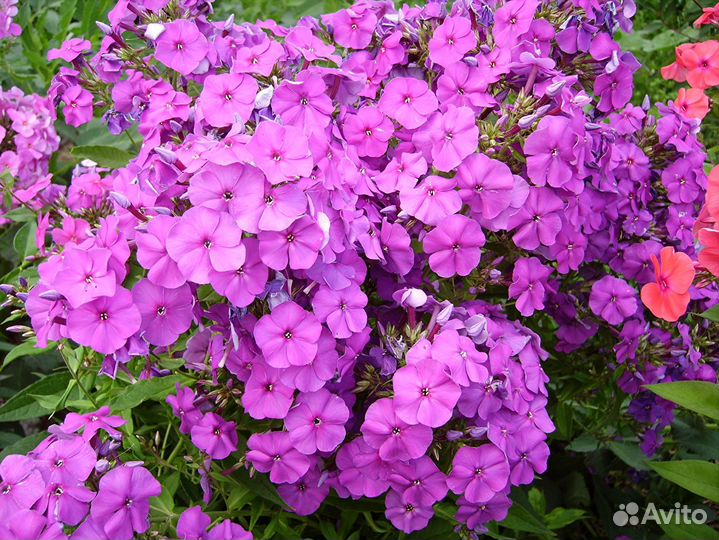 Рассада капусты, виктории, цветов