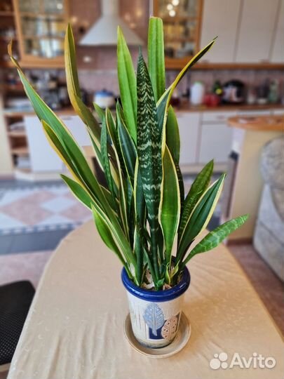 Продам цветы комнатные