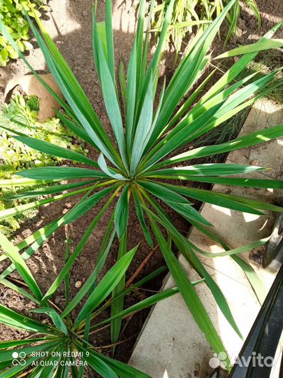 Юкка нитчатая