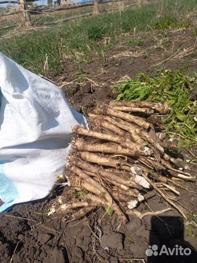 Продать корень хрена