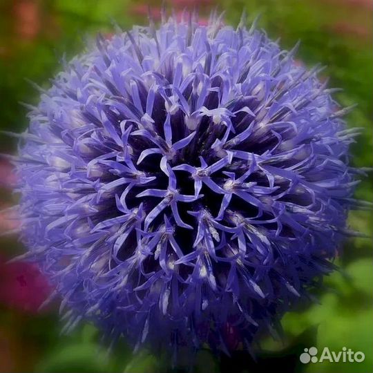 Мордовник Морской Еж. Семена