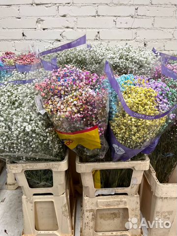 Гипсофила оптом