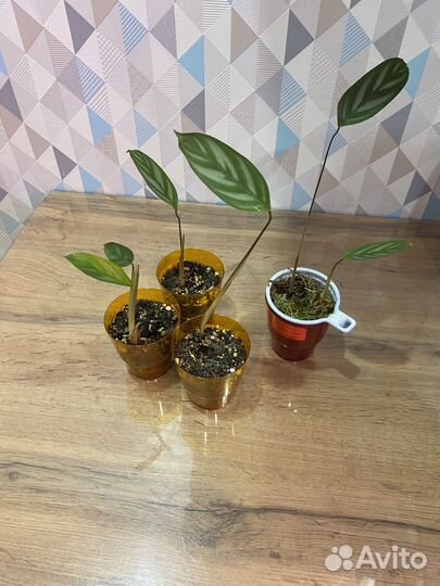 Ктенанта ситоза (опушенная)