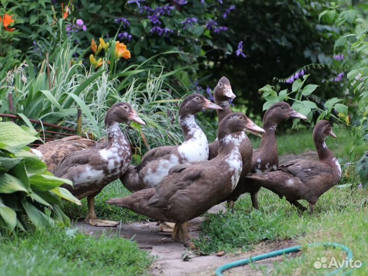 Мускусные утки