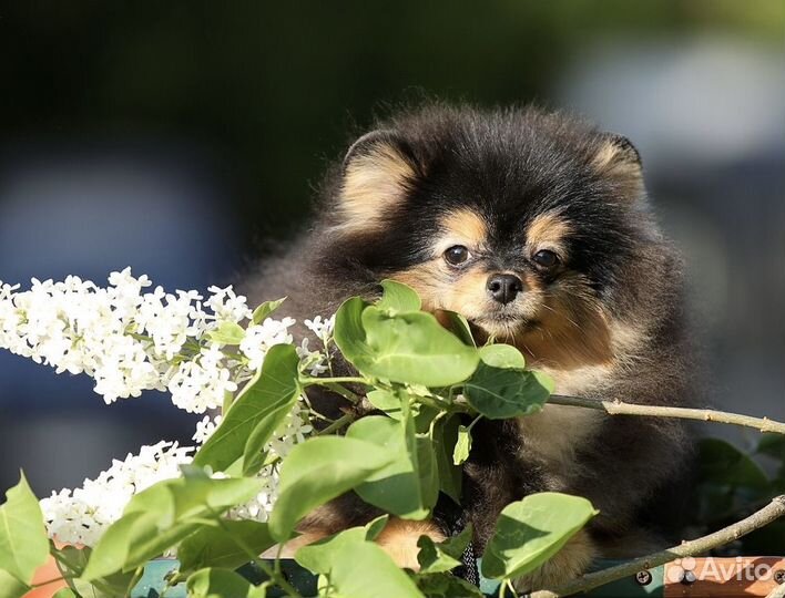 Померанский шпиц
