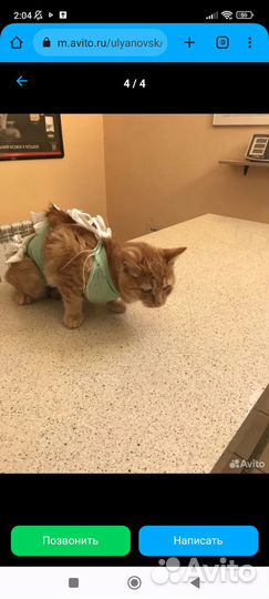 Молодая кошечка