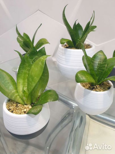 Сансевиерия в горшках