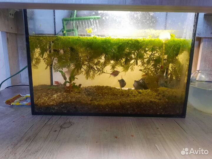 Аквариумные рыбки