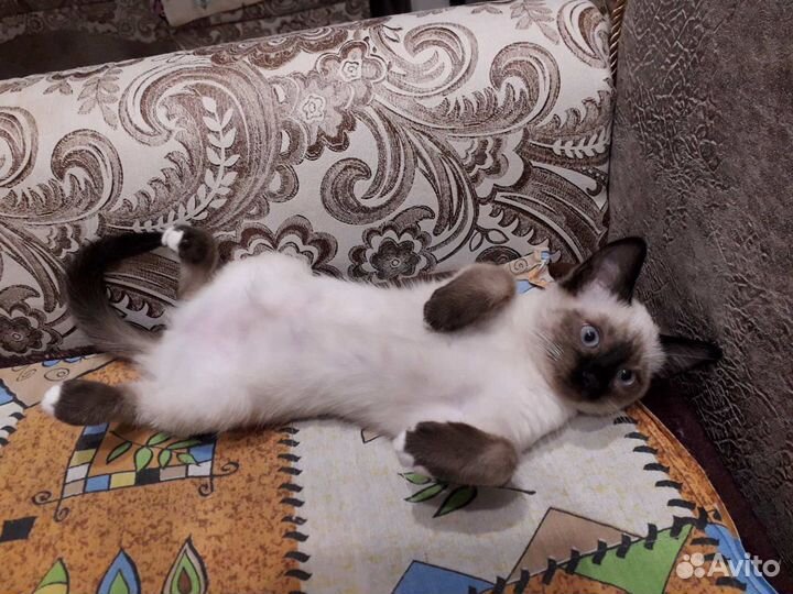 Вязка тайского кота