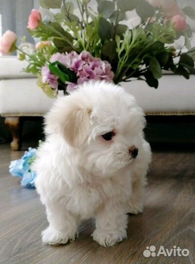 Мальтипу ф1 мини