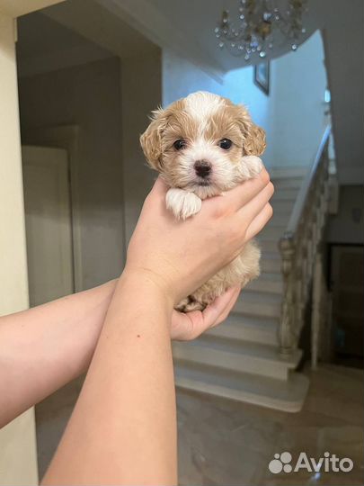 Мальтипу Ф1 девочка