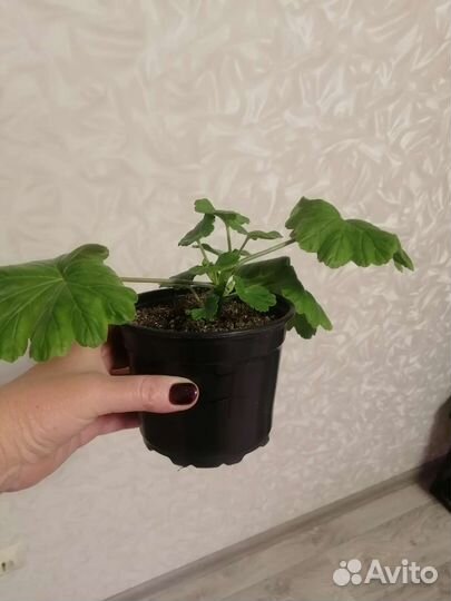 Пеларгония герань