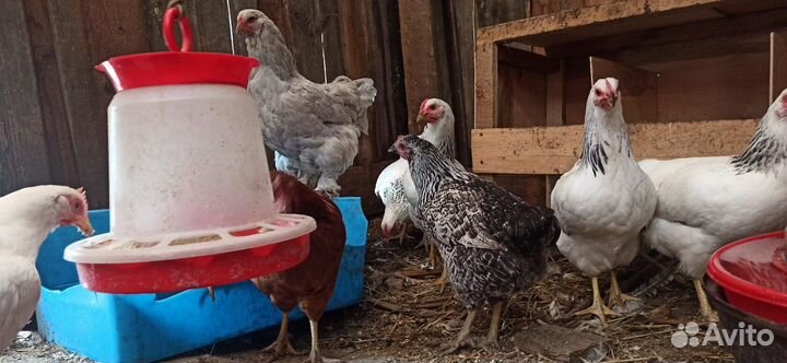 Домашние куриные яйца