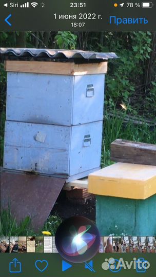 Пчелы карника