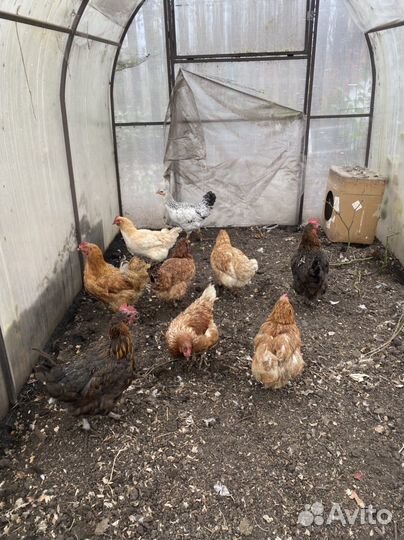 Куры несушки