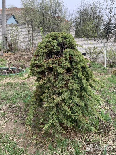 Можевельник плакучий. Высота 1,5м