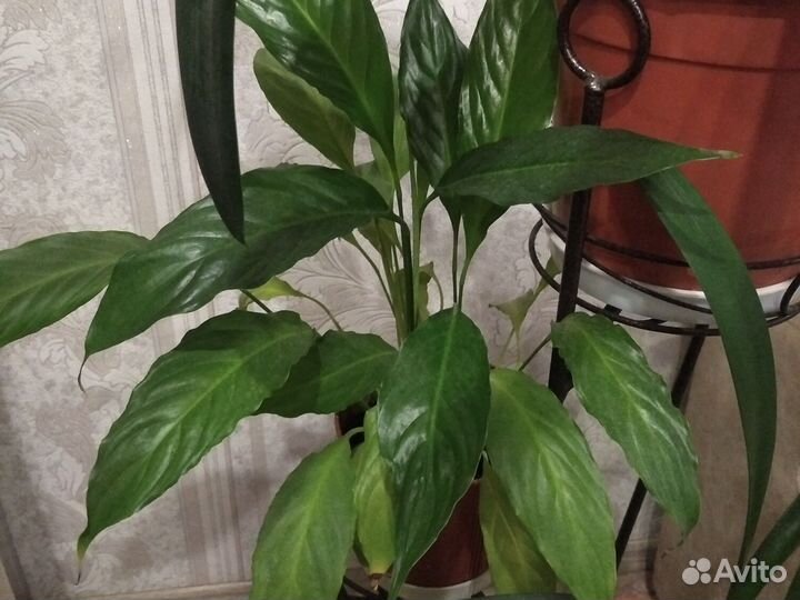 Спатифиллум