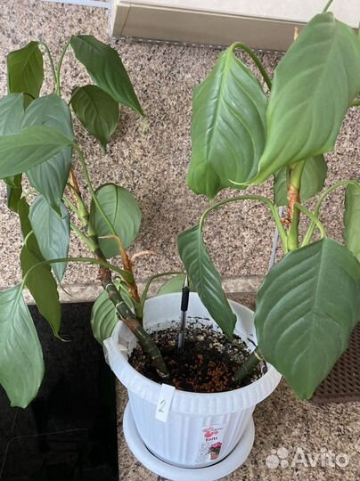 Комнатные цветы